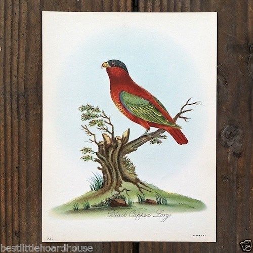 BLACKED CAPPED LORY Parrot Bird Lithograph Print 1920s