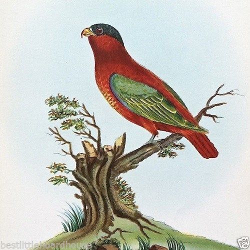 BLACKED CAPPED LORY Parrot Bird Lithograph Print 1920s