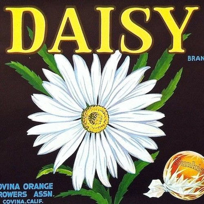 DAISY SUNKIST Fruit Crate Box Label 1950s