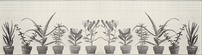 House Plants Bumper Sticker