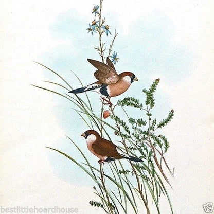 POEPHILA LEUCOTIS Small Bird Lithograph Print 1920s