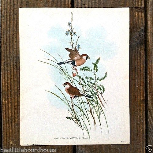 POEPHILA LEUCOTIS Small Bird Lithograph Print 1920s