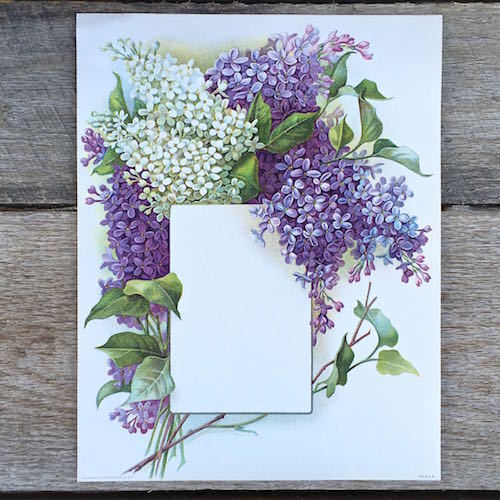 PURPLE LILAC Presentation Panel Lithograph Print 1910