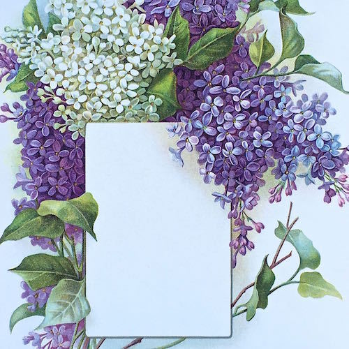 PURPLE LILAC Presentation Panel Lithograph Print 1910